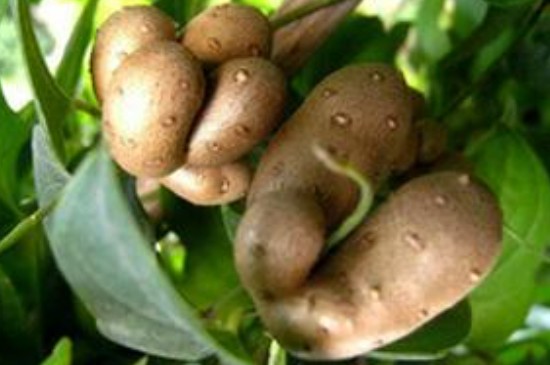 山药豆怎么种植方法