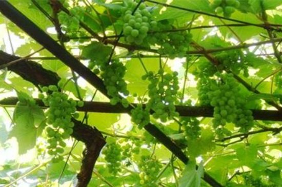 葡萄种植时间和方法
