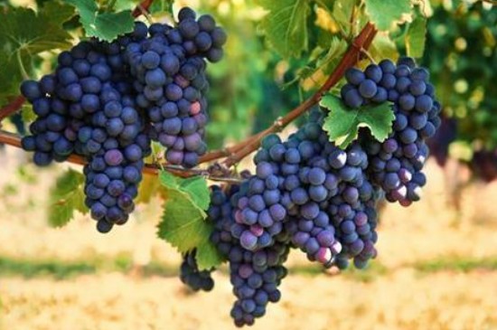 葡萄种植时间和方法