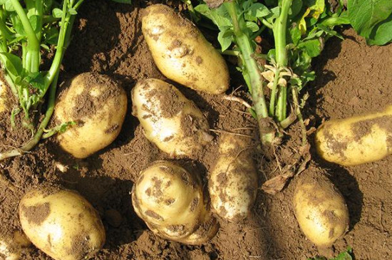 春季马铃薯的种植时间