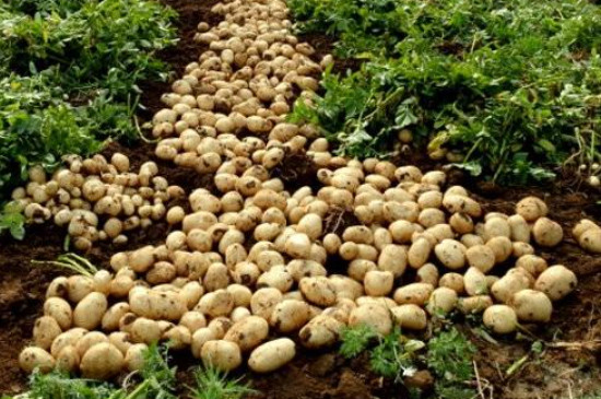 春季马铃薯的种植时间