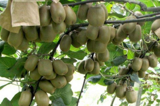 春季猕猴桃扦插繁殖方法