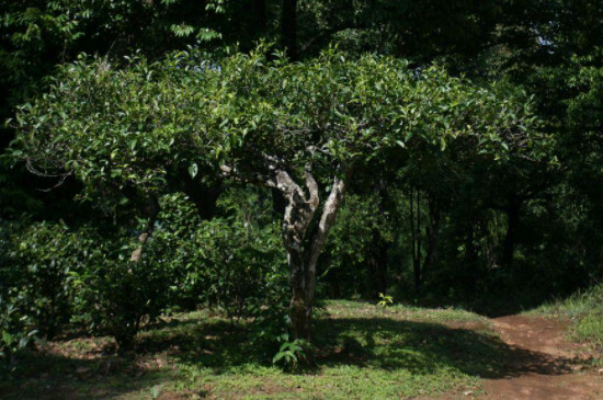 茶叶树种子多久发芽