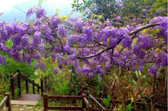 为什么种了几年的紫藤不开花