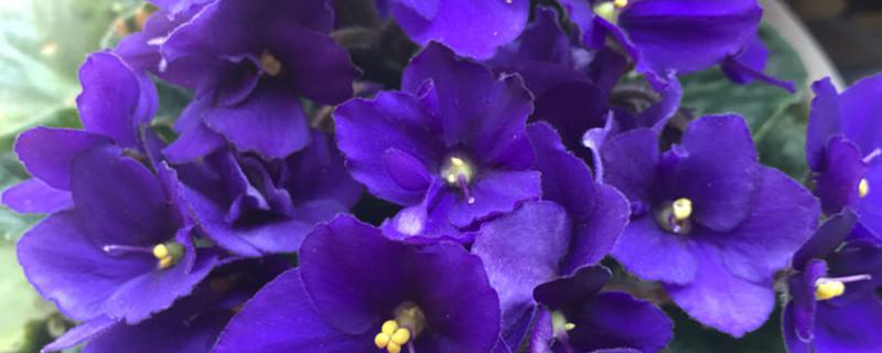 紫罗兰是什么季节开放的