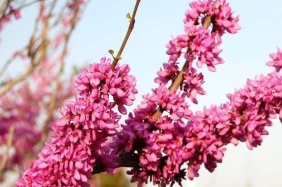 洋紫荆花的寓意与花语