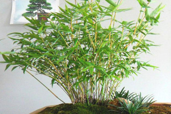 室内米竹的养殖方法