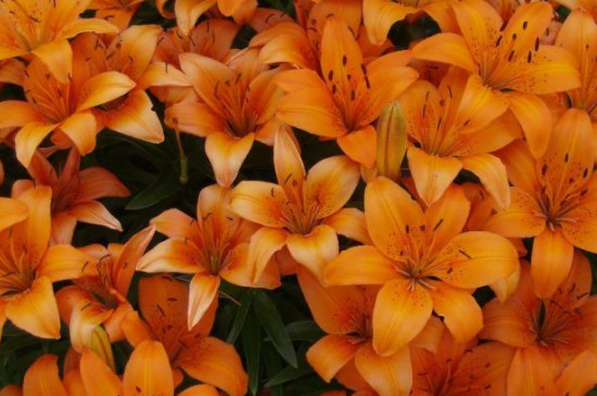 橙色百合花的花语和寓意