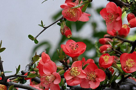 红宝石海棠花的养殖方法和注意事项