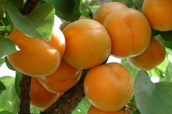 杏树适合嫁接什么果树