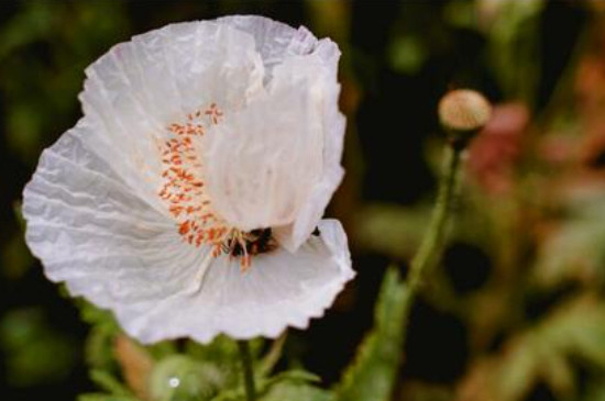 罂粟花的花语是什么意思