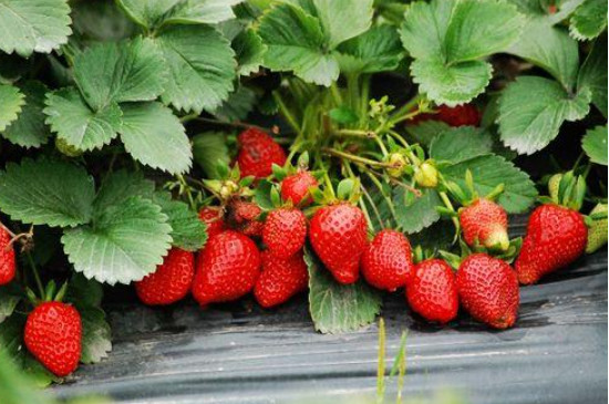 草莓苗怎么种植和浇水施什么肥