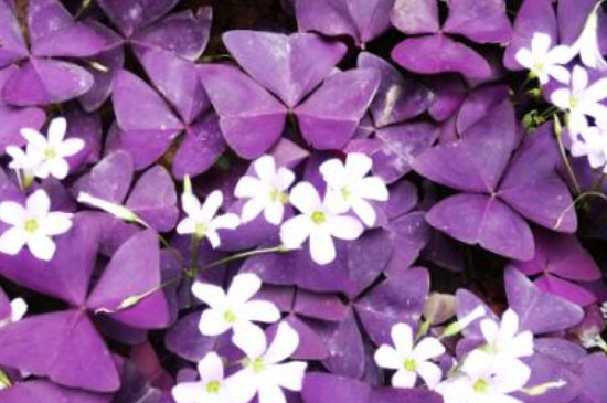紫色三叶草的养殖方法和注意事项