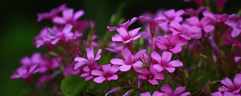 紫色三叶草的养殖方法和注意事项