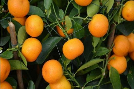 橘子扦插生根最快方法