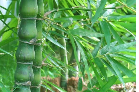 簕竹的养殖方法和注意事项