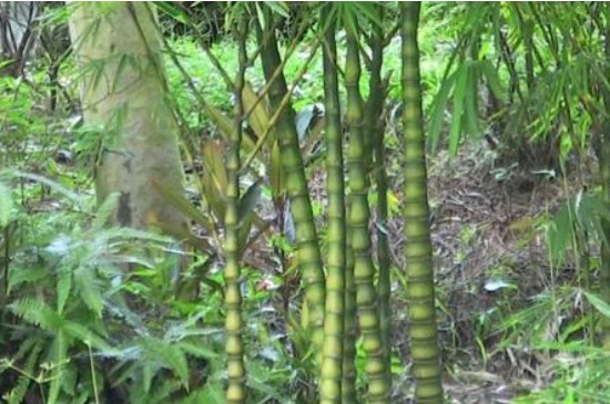簕竹的养殖方法和注意事项
