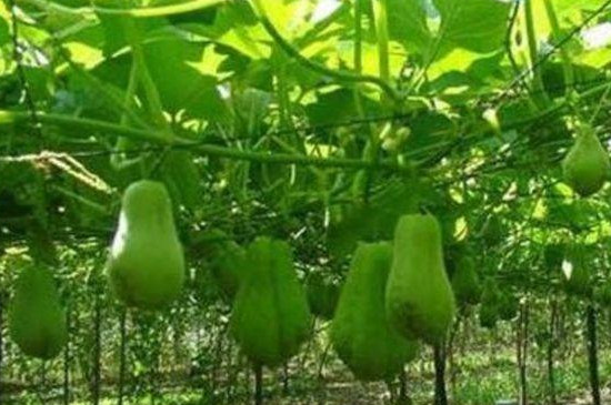 佛手瓜的籽可以种吗