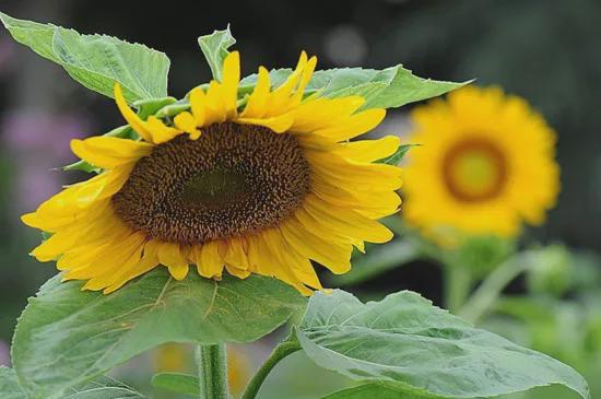 矮向日葵的养殖方法和注意事项