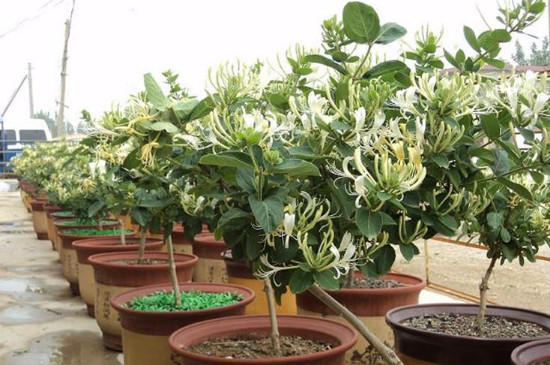 盆栽金银花的养殖方法和注意事项