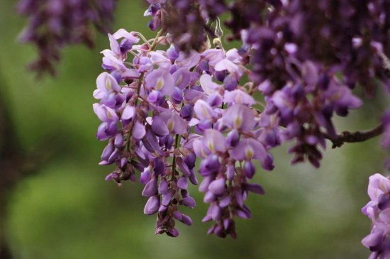 紫藤花盆栽几年才能开花