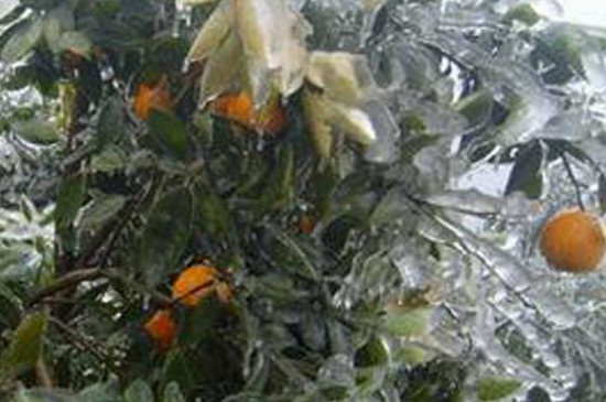 冻死的桔子树重新发芽怎么救