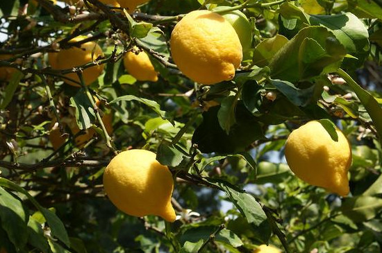 柠檬树有花苞了需要施什么肥
