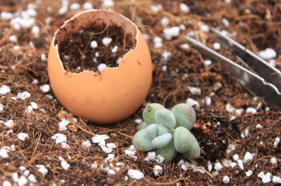 花盆里放鸡蛋壳有什么作用
