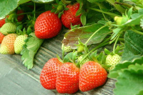 草莓叶子耷拉发蔫的几种原因