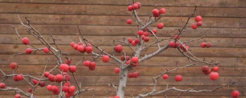 冬红果的养殖方法和注意事项