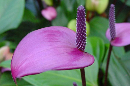 紫掌香妃的養殖方法和注意事項