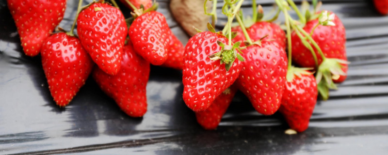 草莓从幼苗到结果多久