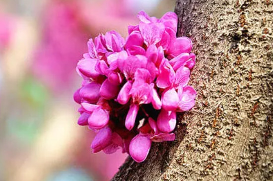 紫荆树扦插时间及方法