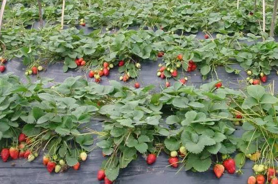 草莓怎么施肥和浇水