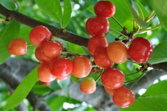 巴西樱桃树适合什么地方种植