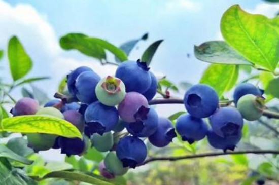 蓝莓开花后枯萎是什么原因