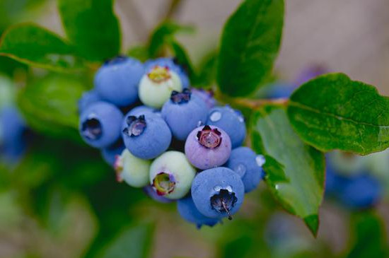 蓝莓开花后枯萎是什么原因