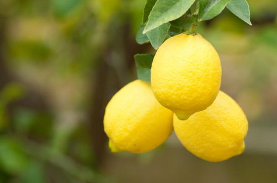 柠檬树怎么养