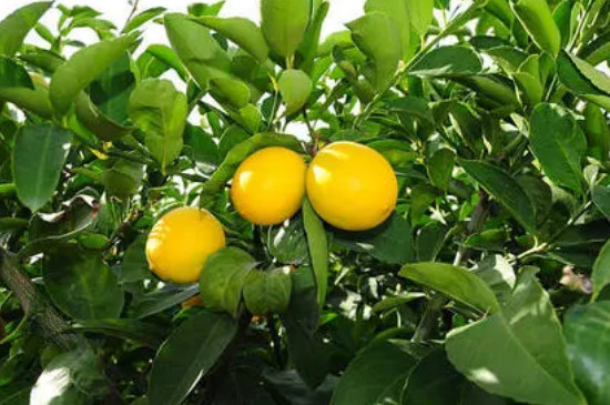 柠檬树怎么养