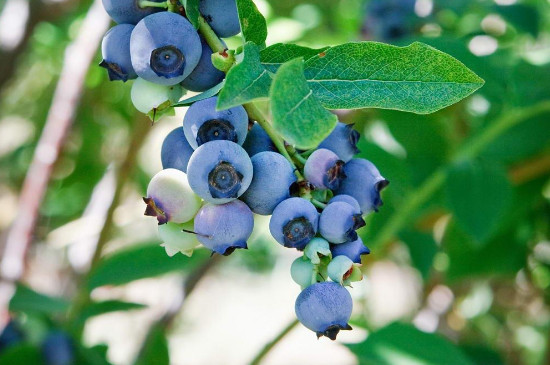 蓝莓扦插时间和方法