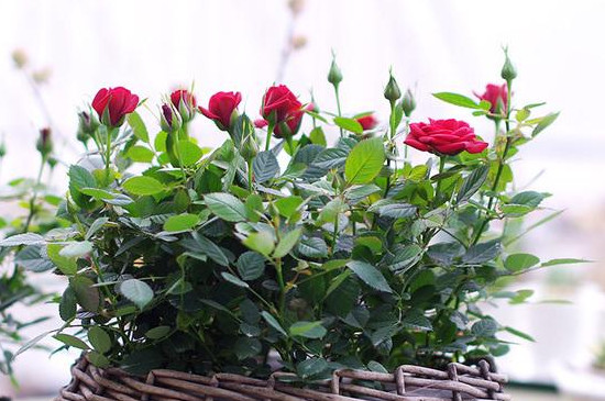 迷你玫瑰花种植方法和注意事项