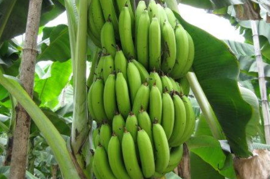 香蕉的种植方法和时间