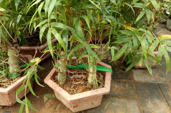 米竹种子如何种植