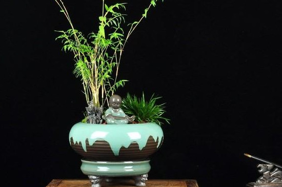 米竹种子如何种植