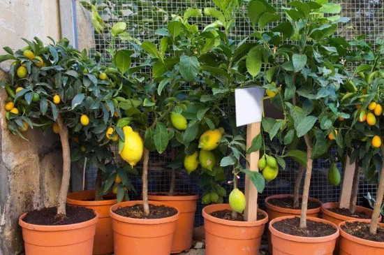 盆栽柠檬只开花不结果怎么办