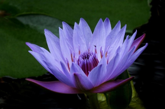 紫色睡莲花束可以养家里吗