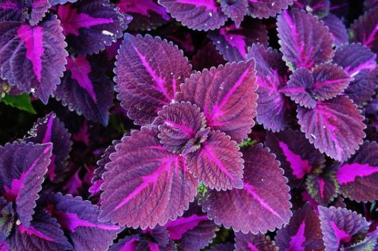 紫苏种子怎么种植方法