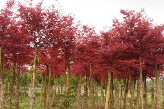日本枫树的养殖方法