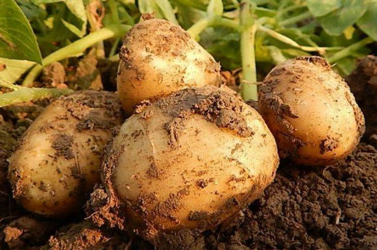 种植土豆需要打枝吗