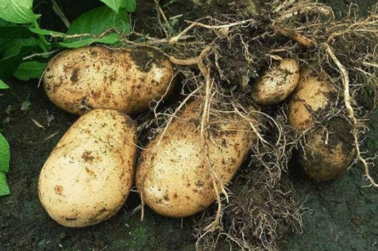 种植土豆需要打枝吗
